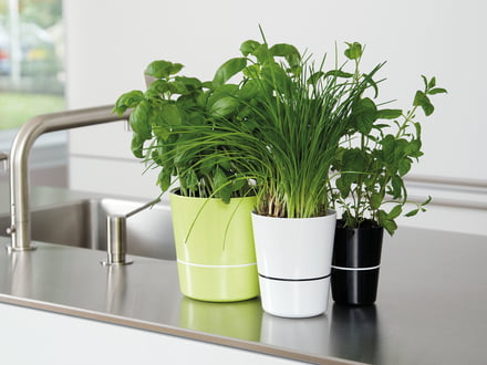 Le pot à herbes hydro - un petit auto-irrigant