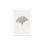 The Poster Club - Ginkgo Leaf d'Ana Frois, 30 x 40 cm