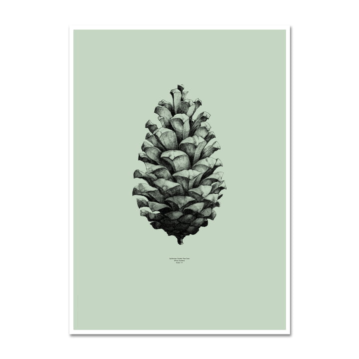 Paper Collective - Nature 1:1 Pine Cone (green)