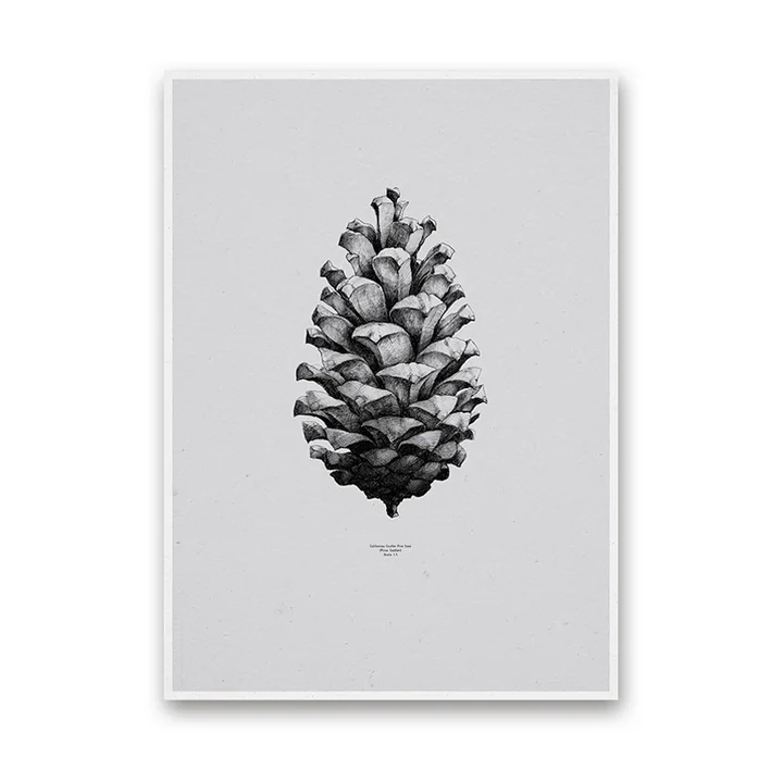 Paper Collective - Nature 1 : 1 Pomme de Pin (gris)