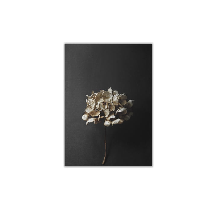 Nature morte 04 (Hortensia) 30 x 40 cm de Paper Collective