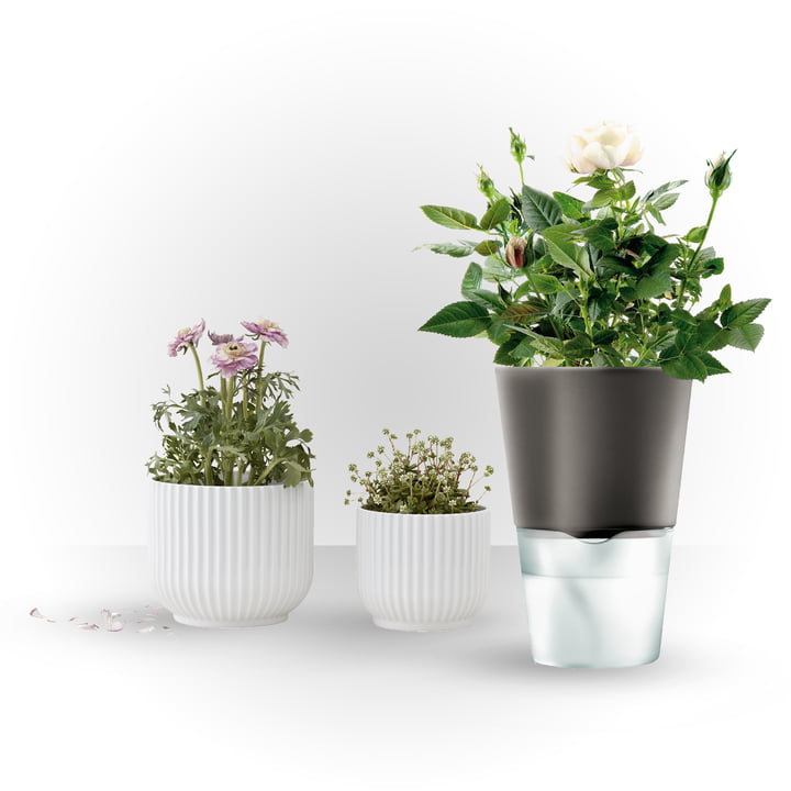 Le pot à herbes auto-arrosant d'Eva Solo fournit suffisamment d'eau aux plantes