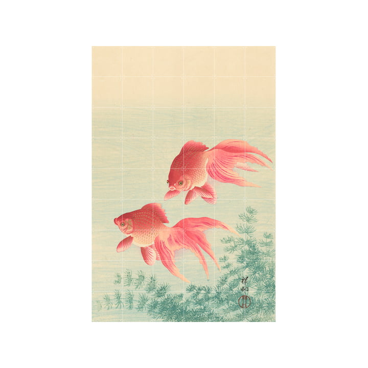 Two Goldfish Murale, 120 x 180 cm de IXXI