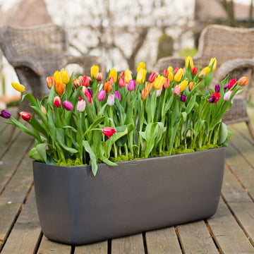 Le pot de plantes allongé Osaka de Eternit avec des tulipes