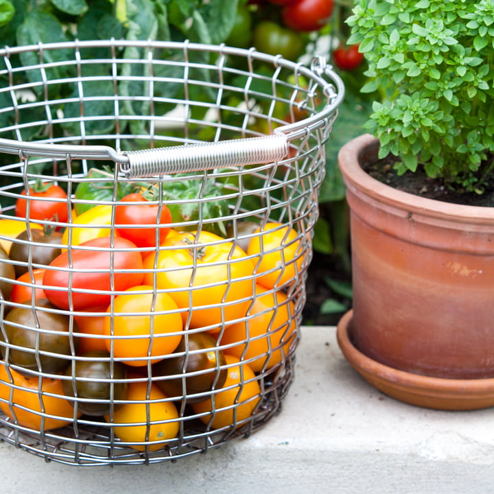 Corbeille en fil de fer pour tomates mûres