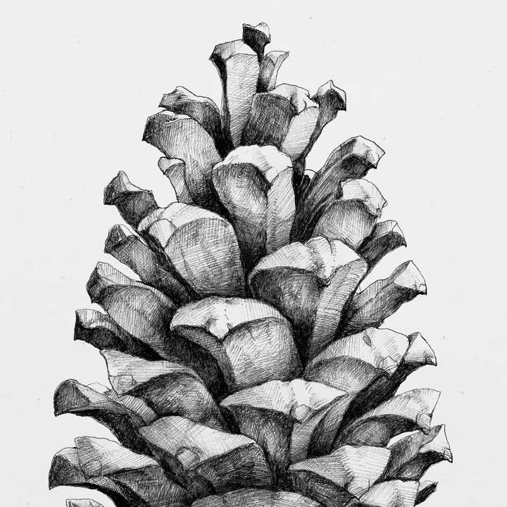 Paper Collective - Poster Nature 1:1 Pine Cone (blanc)