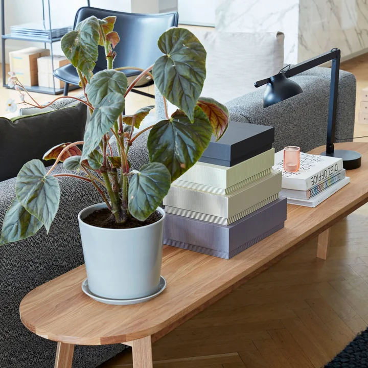 Botanical Family, lampe de table pour PC et Box Box Desktop de HAY