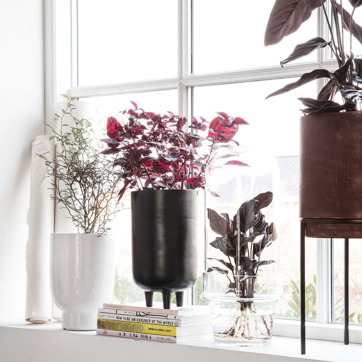 Jang pot de fleurs par le médecin de la maison sur le rebord de la fenêtre