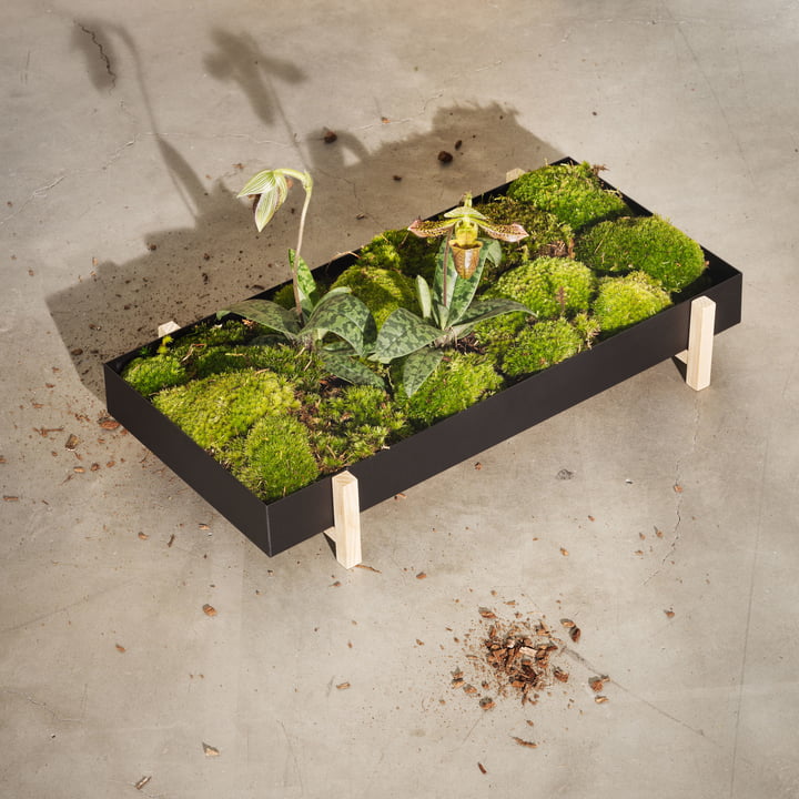 Botanic Tray de Design House Stockholm en frêne / noir