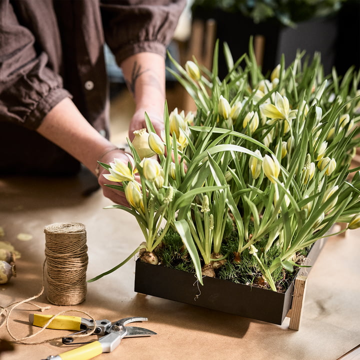 Le site Botanic Tray de Design House Stockholm avec une mer de tulipes