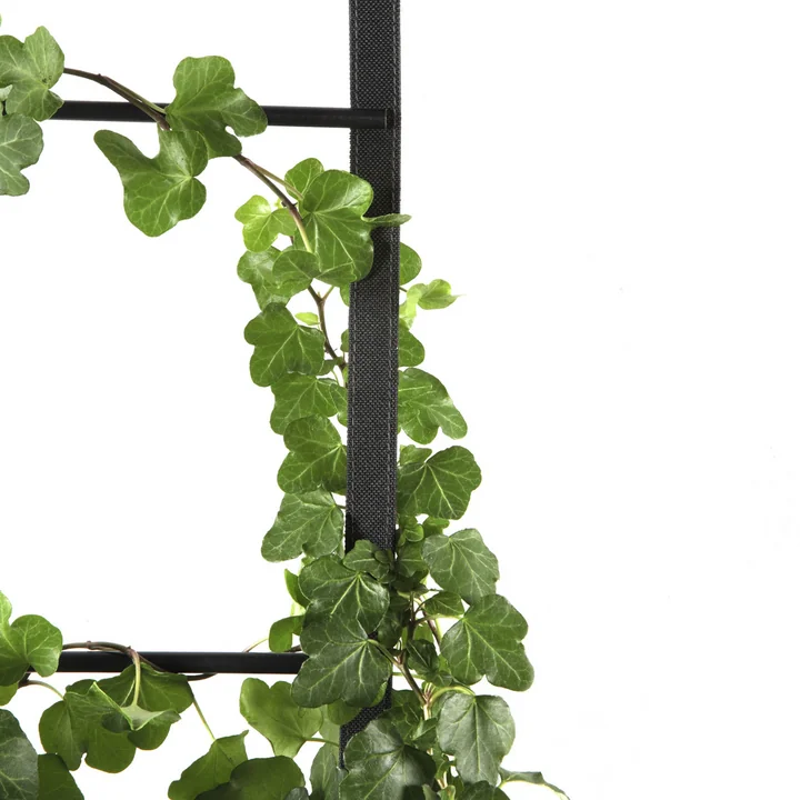 Les plantes du sac de plantes Urban Garden se déplacent le long des cordes.