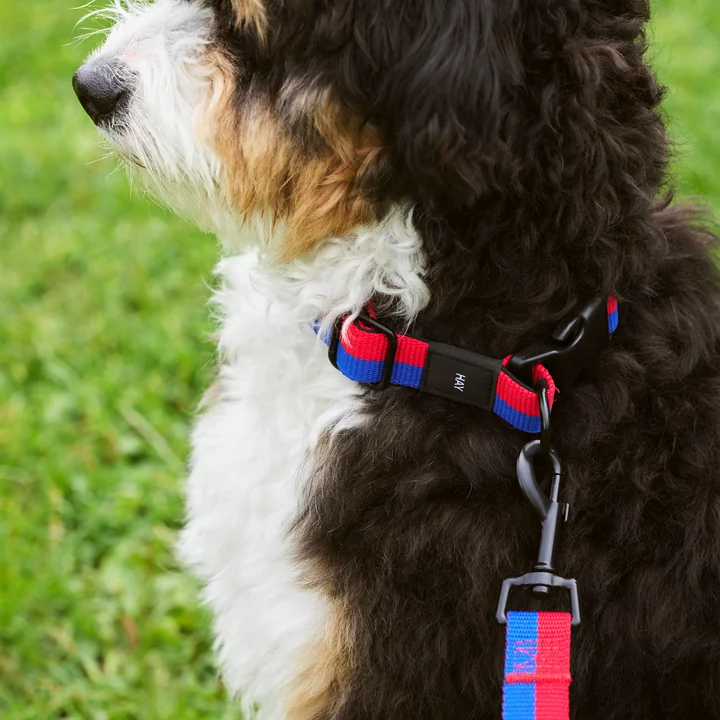 Dogs Collier de chien, M/L rouge / bleu de HAY