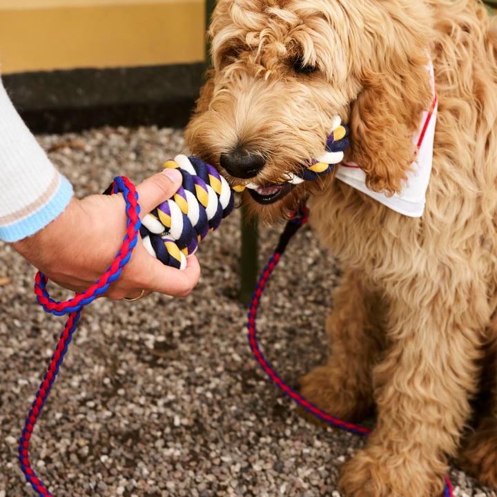 Dogs Jouet Rope, bleu / violet / ocre de Hay