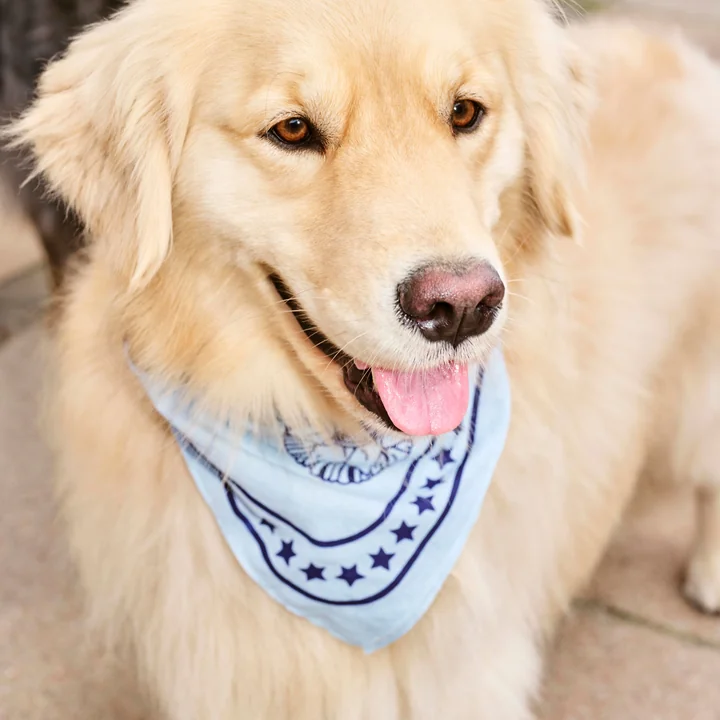 Dogs Serviette pour chien 55 x 55 cm, bleu clair de HAY