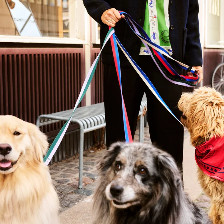 HAY - Dogs Laisses pour chiens