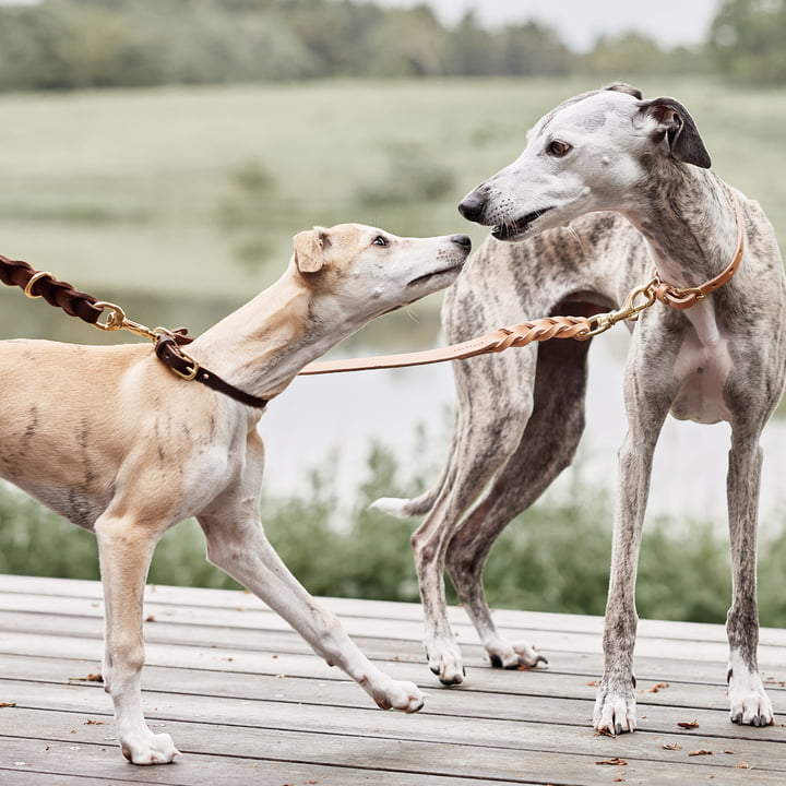 OYOY ZOO - Collier de chien Robin