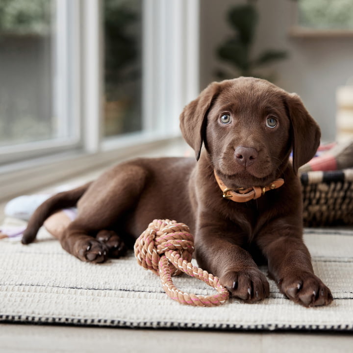 OYOY ZOO - Otto Jouets en corde pour chiens