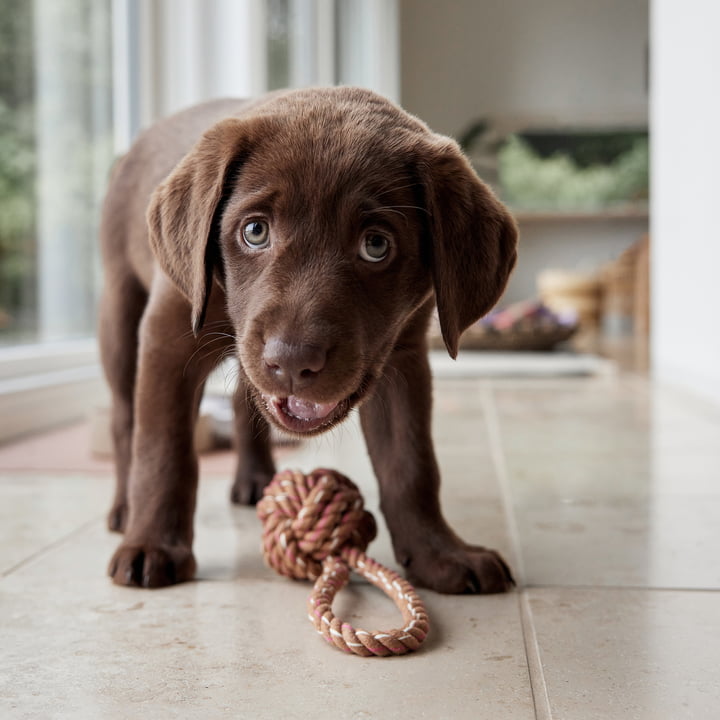 OYOY ZOO - Otto Jouets en corde pour chiens