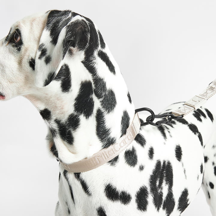 Modena Collier de chien et laisse de MiaCara