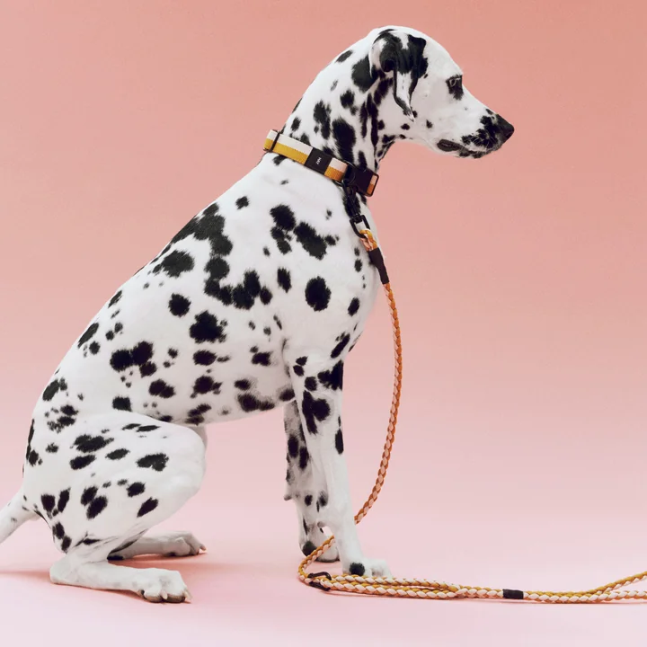 HAY - Dogs Collier de chien, M/L, laisse de chien tressée, blanc cassé / ocre