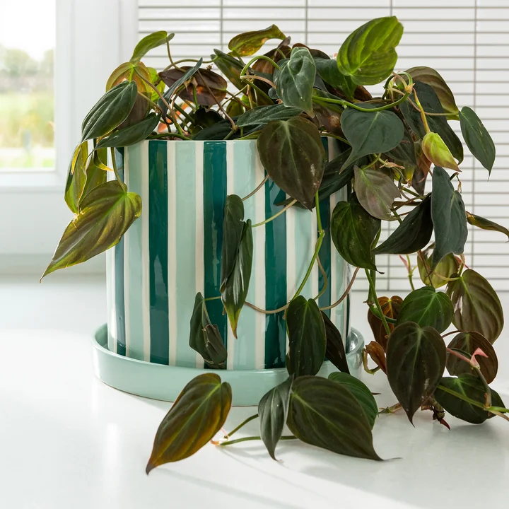 & klevering - Clash pot de fleurs avec soucoupe, stripe, Ø 23,5 x 21 cm, vert / blanc